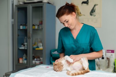 Veterinární asistent